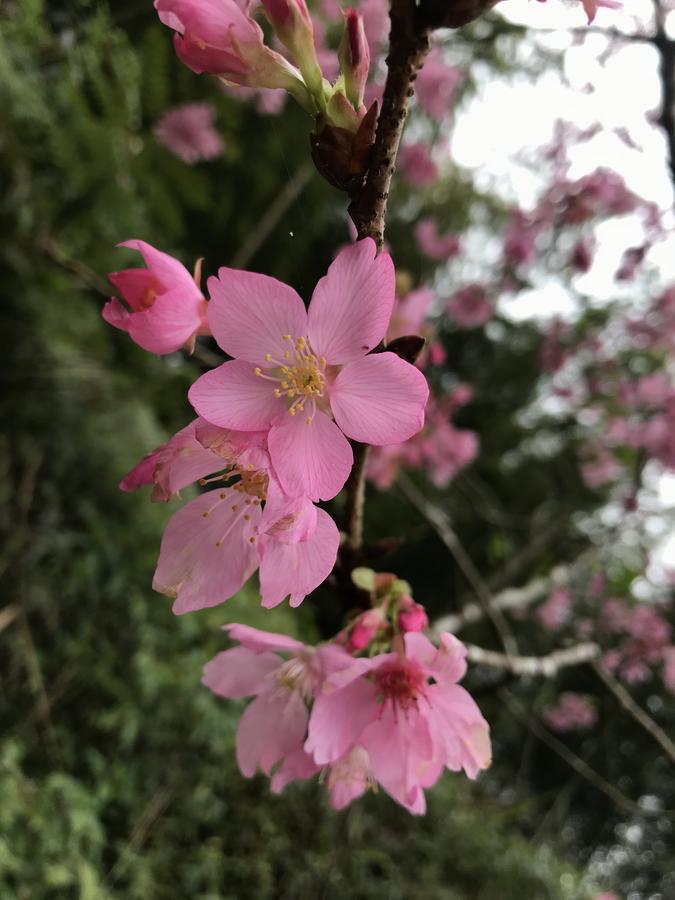 Zhu Yuan Homestay Fenchihu Exteriér fotografie